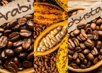 Marchés internationaux : recul des cours du robusta, de l’arabica et du cacao