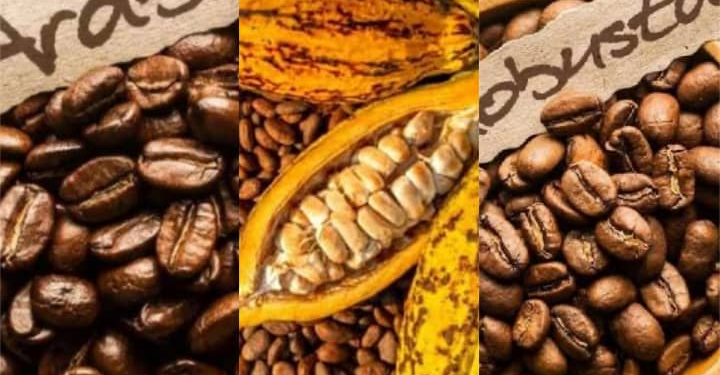Marchés internationaux : recul des cours du robusta, de l’arabica et du cacao